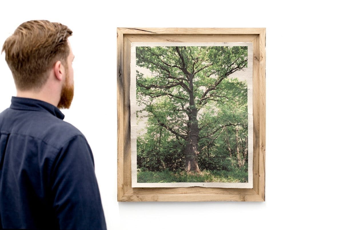 Eiche, frame created from an old oak tree branch in Sacrower Schlosspark; the remains were shrdded and made into paper onto which a picture of the old oak tree was printed. Photo by Trevor Good.